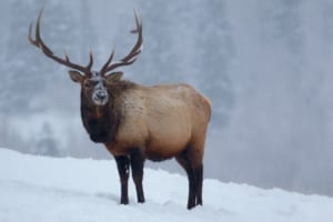 RMNP Elk elk in Rocky Mountain National Park